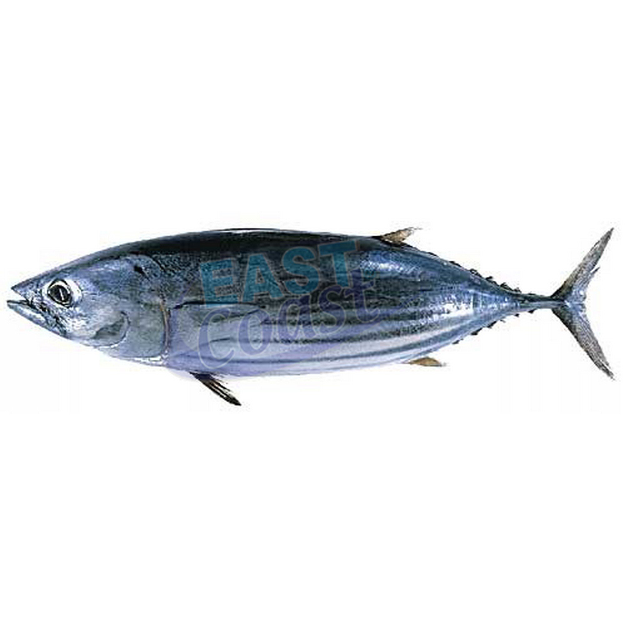 Tunfisk skipjack 3/4 10 kg