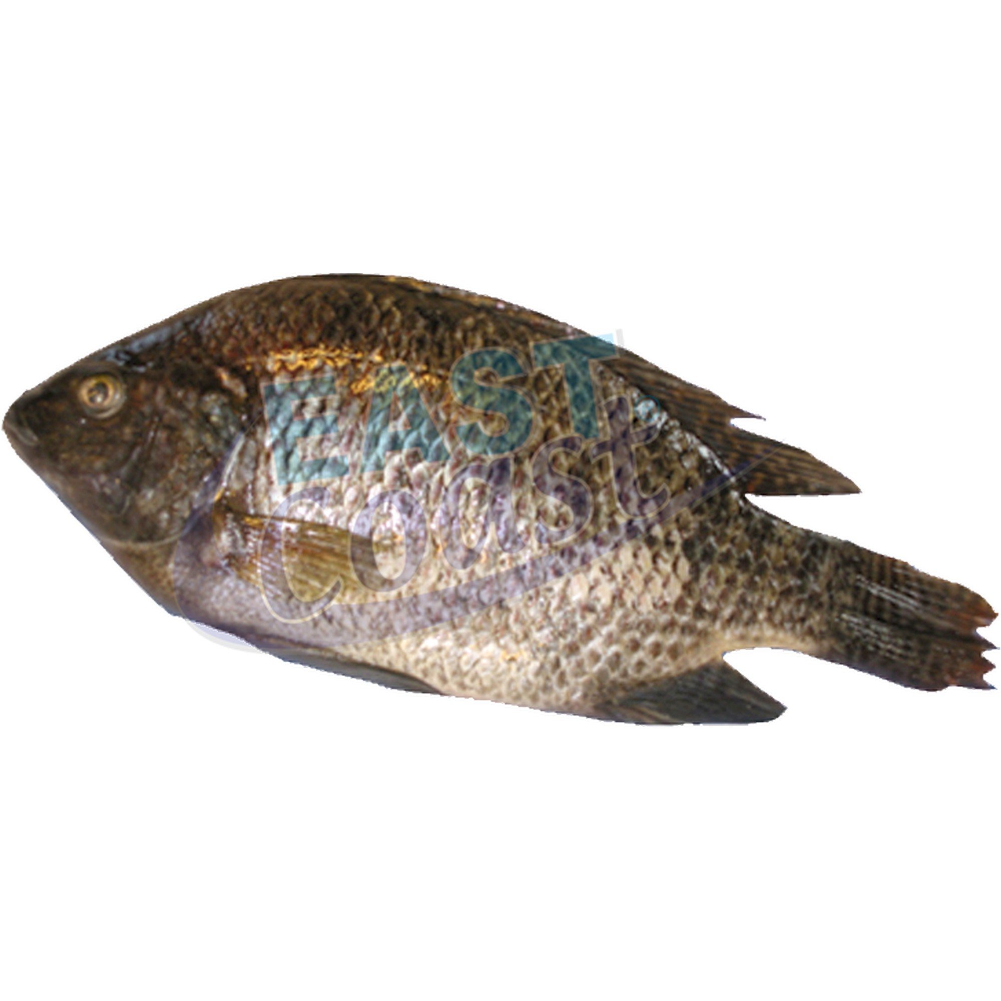 Tilapia renset fryst    800g