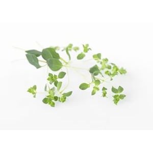 Oregano 10x100g