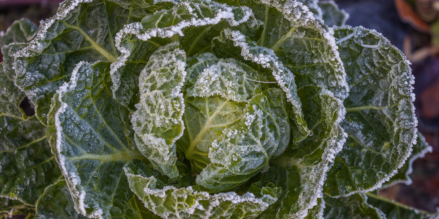 Frukt og grønt – hele året