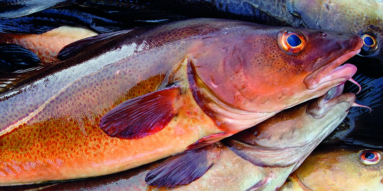 Skrei - vinterens høydepunkt!